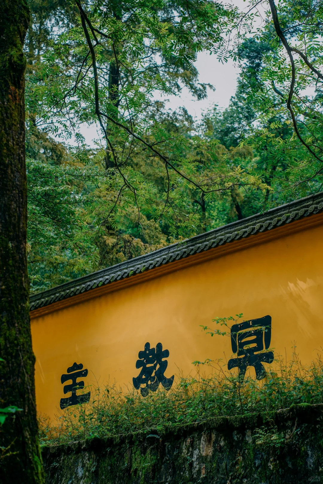 九华山祈福，真心奉劝复制这篇攻略❗❗