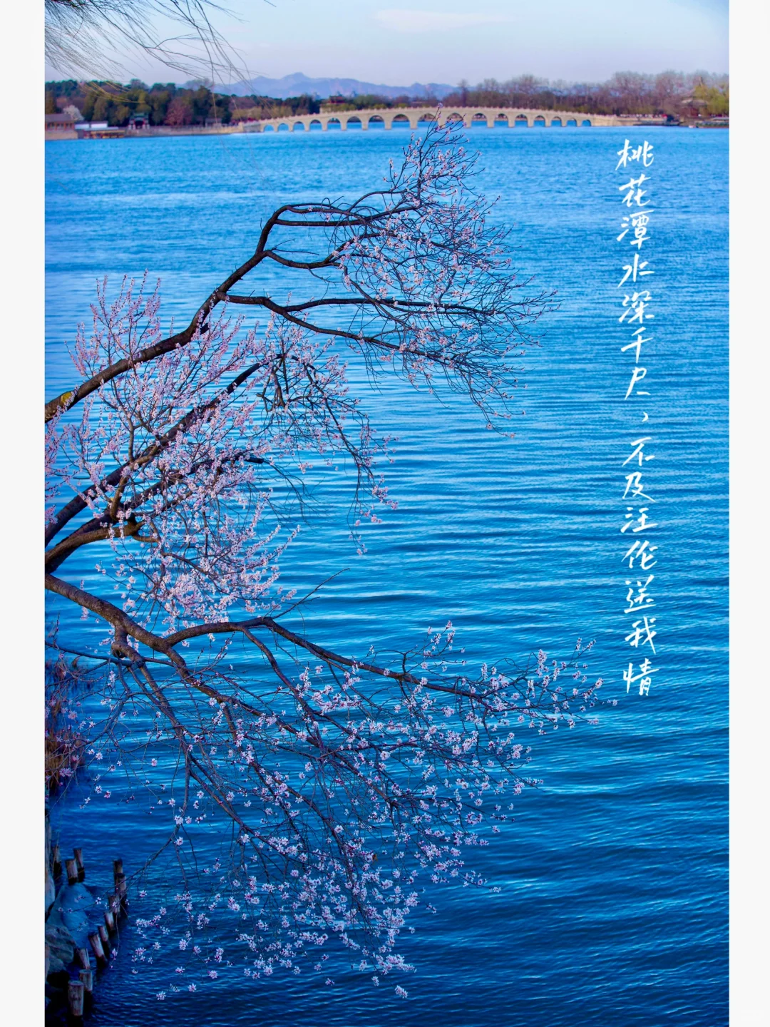 在颐和园，拍到的几首春日古诗……