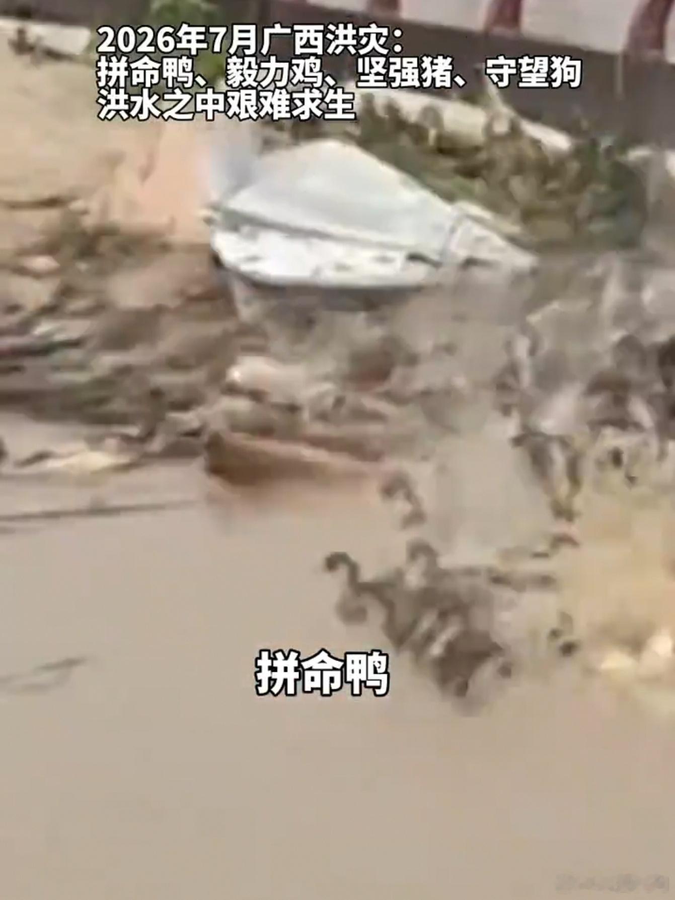 广西洪灾小动物集体上演逆境自救受台风"美莎克"极端强降雨影响，广西14个设区市6