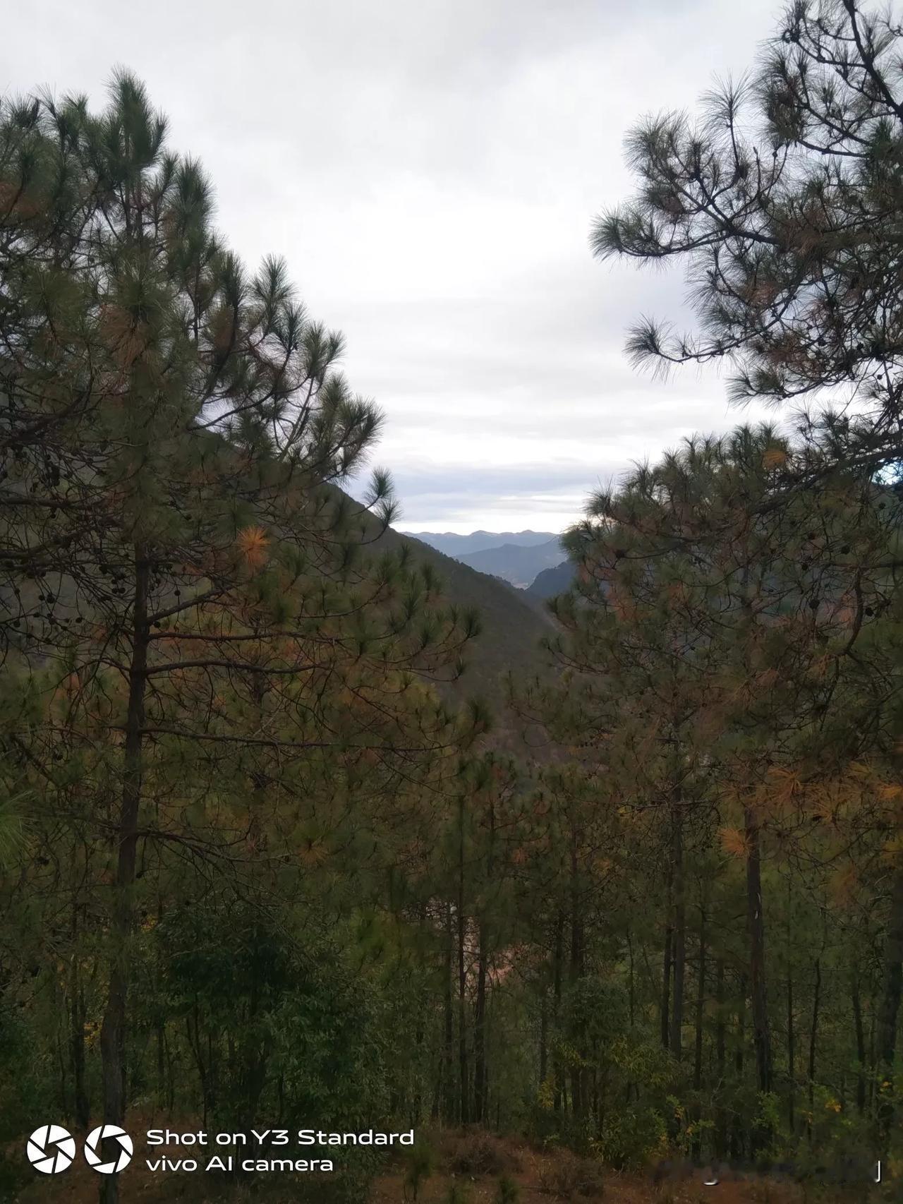昨天冬至，天气阴，去山上砍玉米杆，沒有看时间，差不多六点半了。三公里半用了二十八