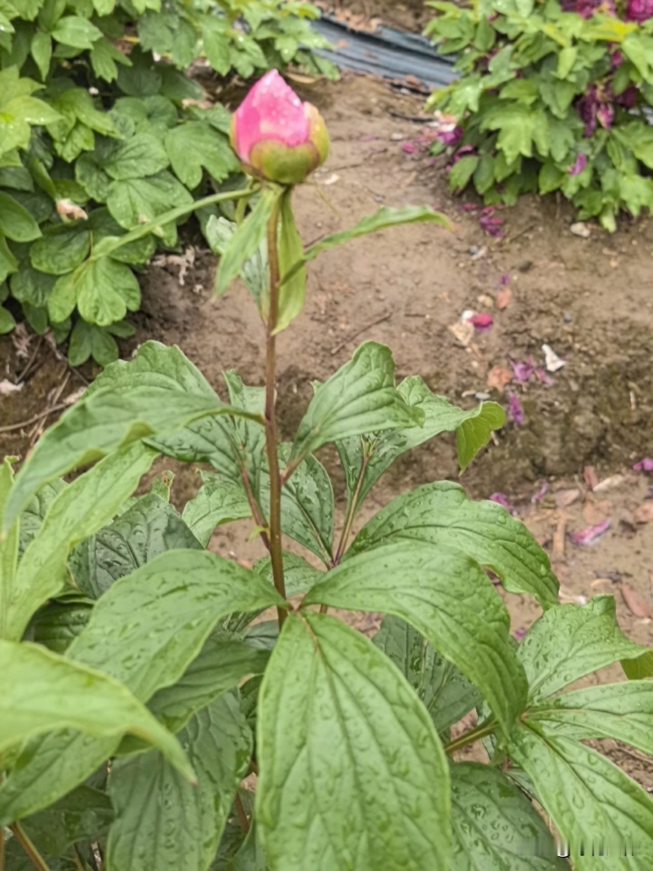 豆包这玩意儿，真的不靠谱！

清明假期在彭山玩，朋友把我们带到了不对游客开放的牡