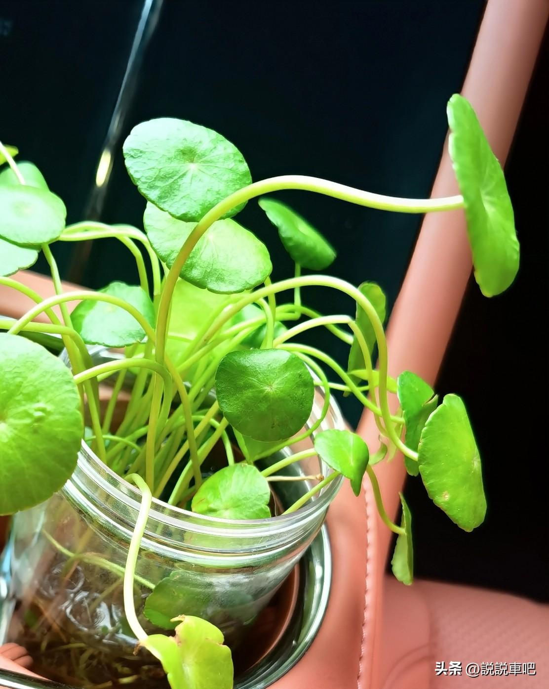 如果想在自己的爱车里养点东西，大家觉得那个更好？今天就来聊聊爱车里养什么小植物或