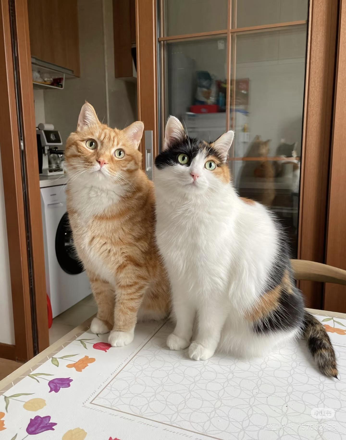 2024猫生照片。愿所有毛孩子2025健健康康♥️