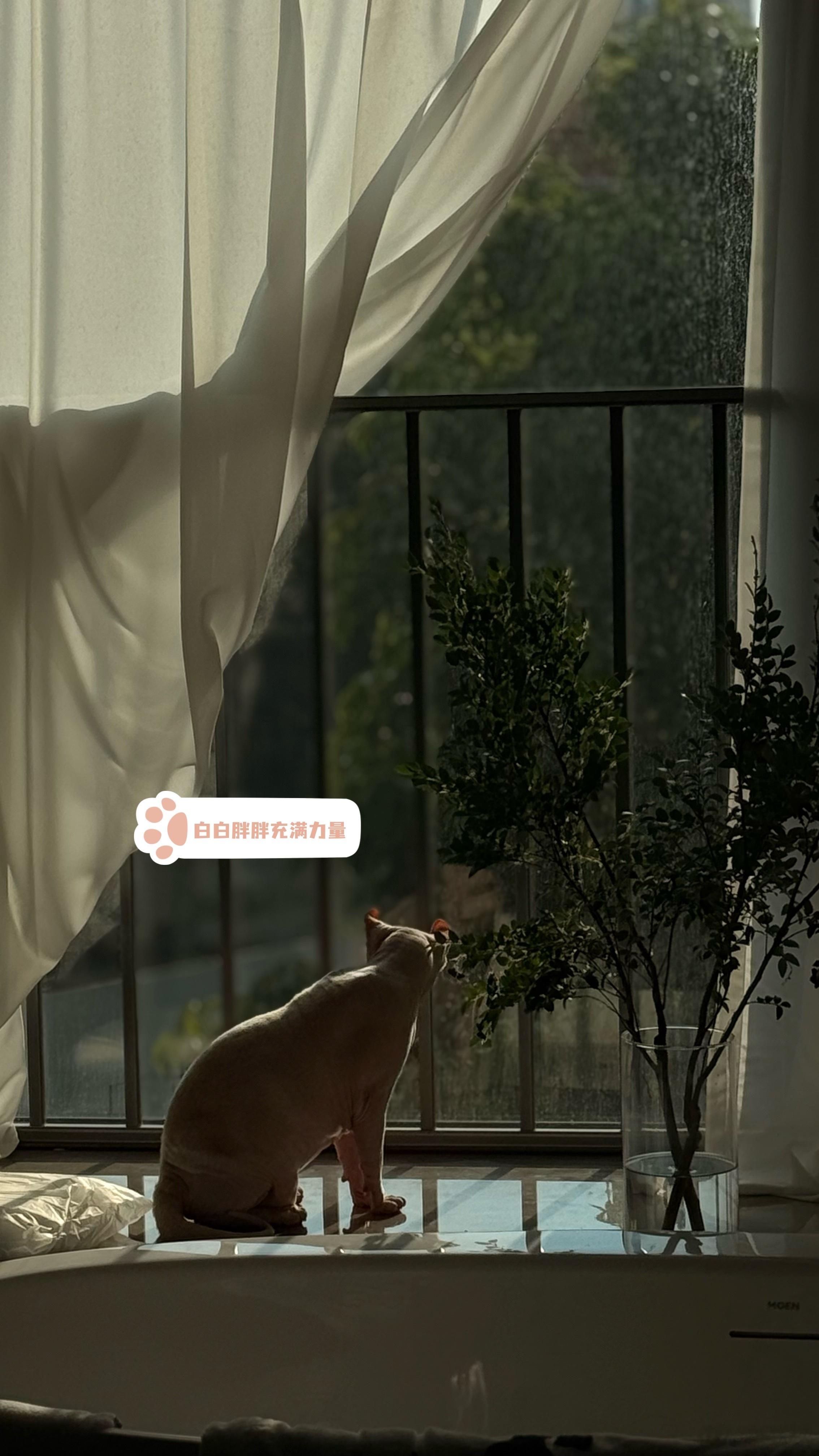 猫儿这个安逸儿噻 ​​​