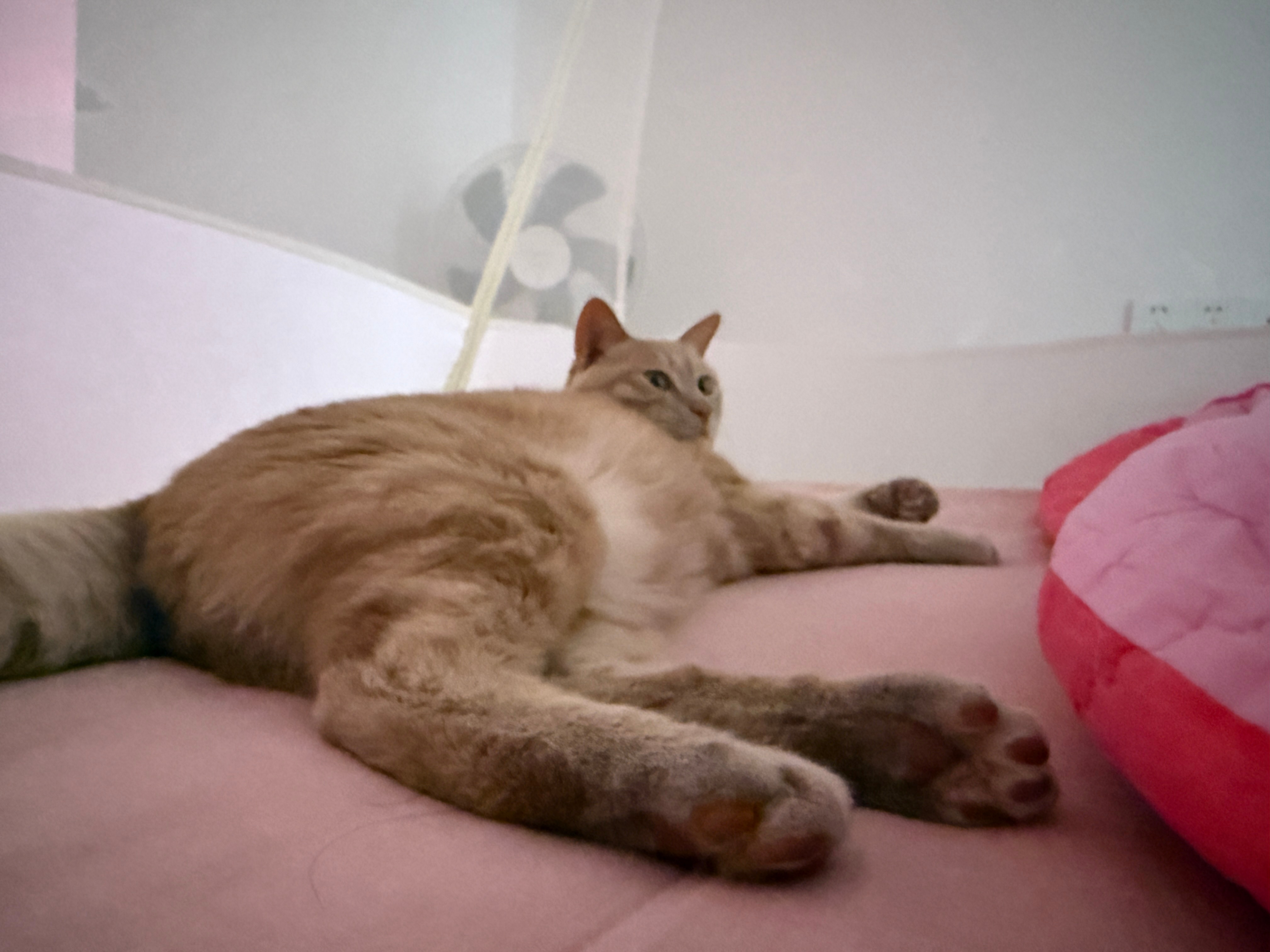 午睡时间超1小时死亡风险增加30%什么玩意儿？又天天吓我我正好睡醒起来，别看专家