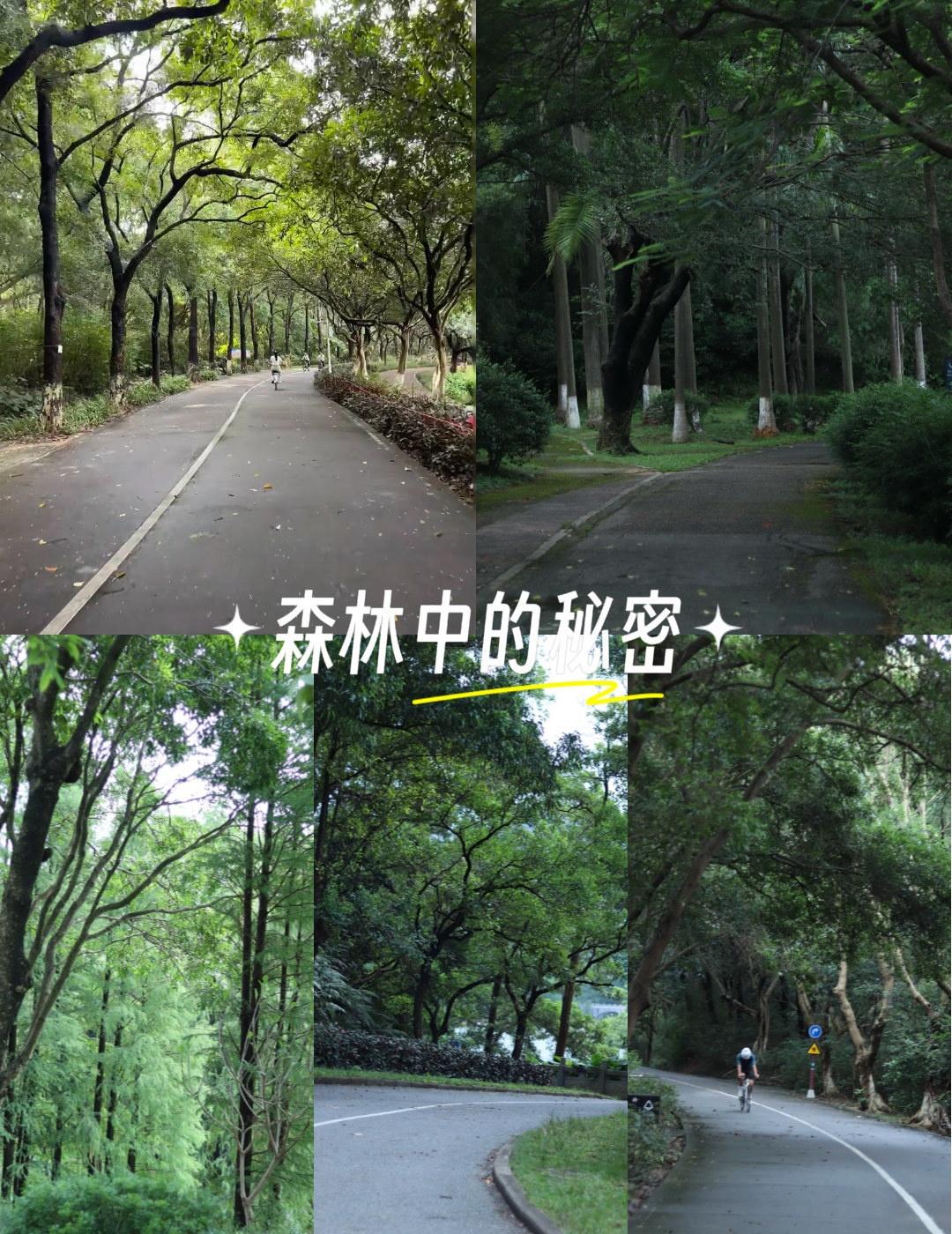 📍广州番禺大夫山森林公园
🌲 森林骑行初印象
大夫山像被上帝打翻的绿色调色盘