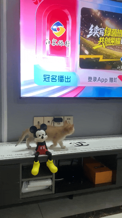 看到这个视频我直接笑出声！
小橘猫眼睛直勾勾盯着电视，
连路都顾不上看，
迈着小