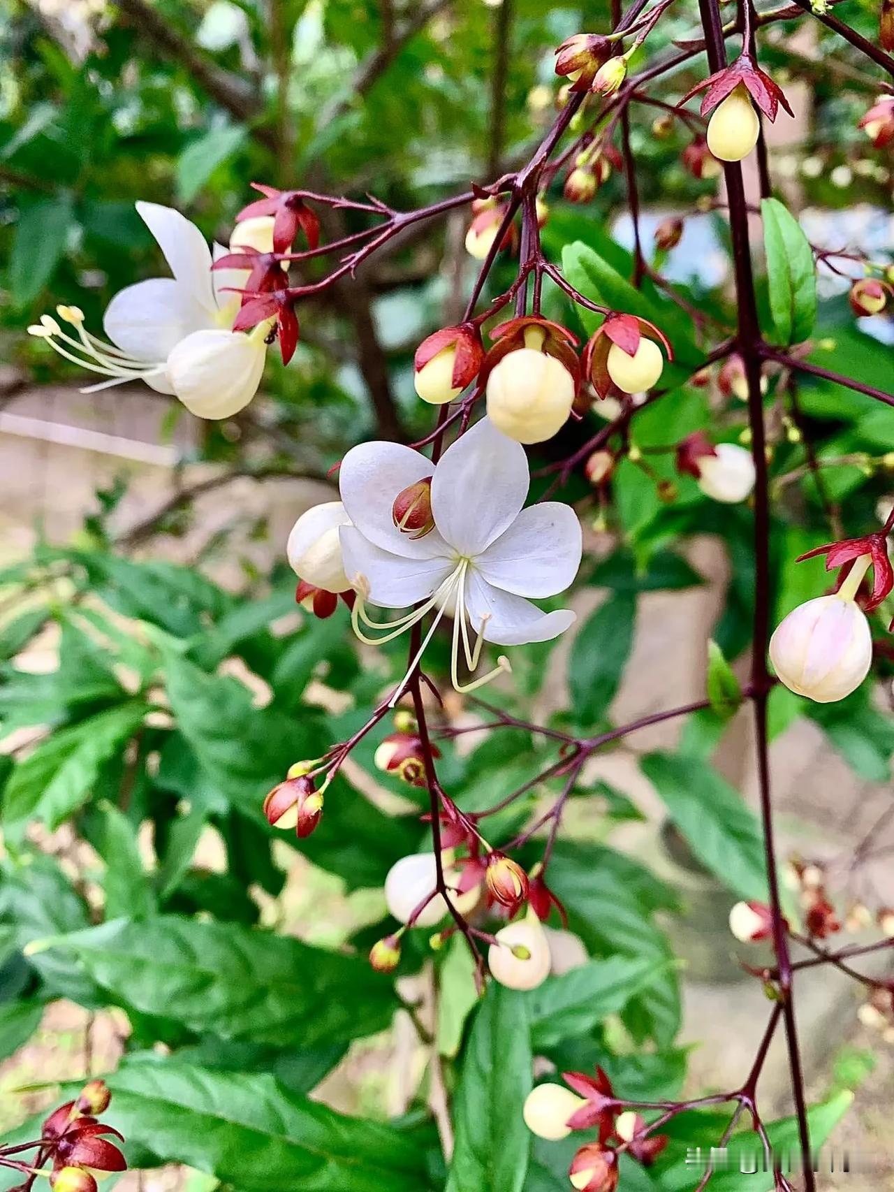 玉蝶藤，又名紅萼垂茉莉、白玉蝶等！