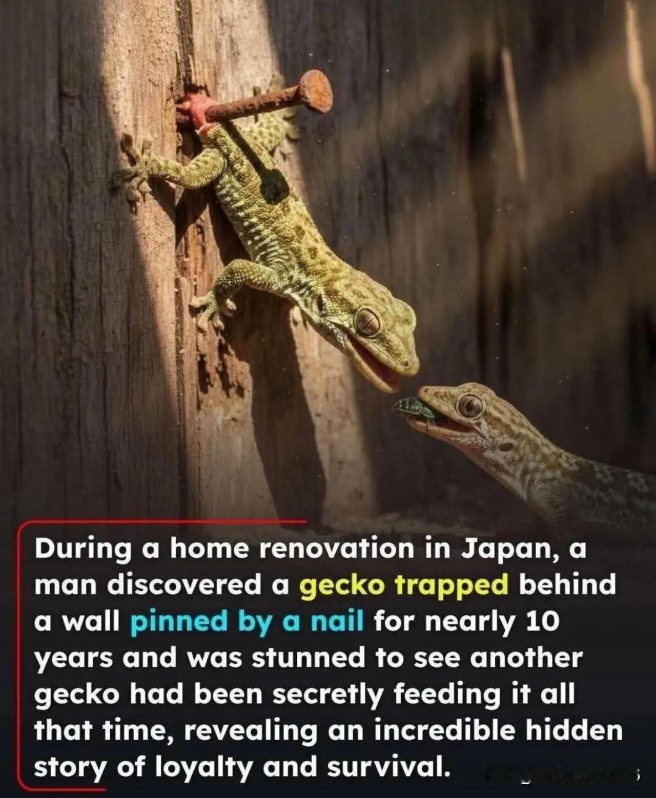 在日本装修房屋时，一名男子发现一只壁虎被钉子钉了近10年的墙后面，震惊地看到另一