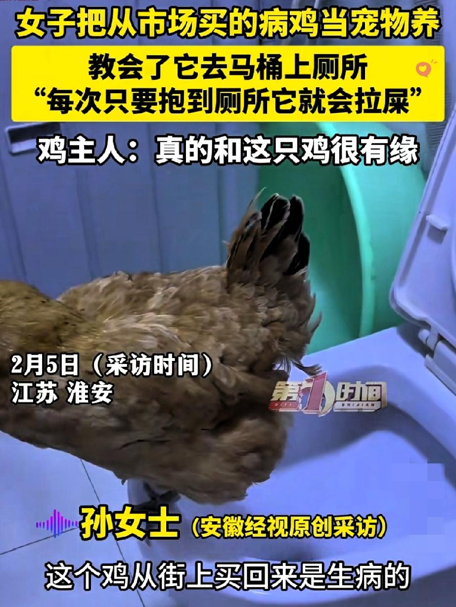 江苏淮安这只母鸡，靠“高情商”硬生生把自己从餐桌救了下来！
 
女子本来买它回家