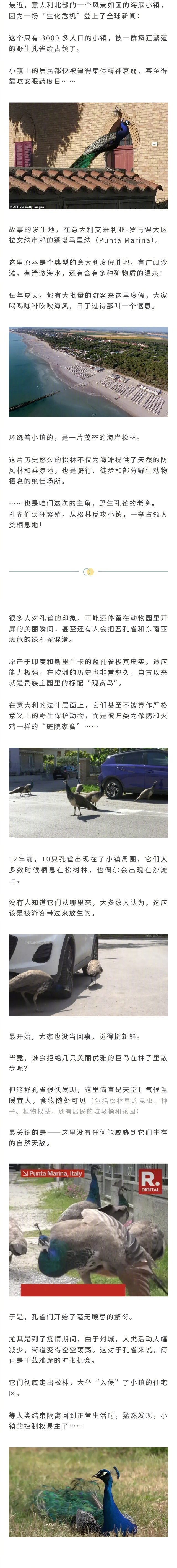 意大利小镇遭野孔雀霸占，从最开始10只到上百只，疯狂繁衍，毁坏房屋车漆，半夜发凄