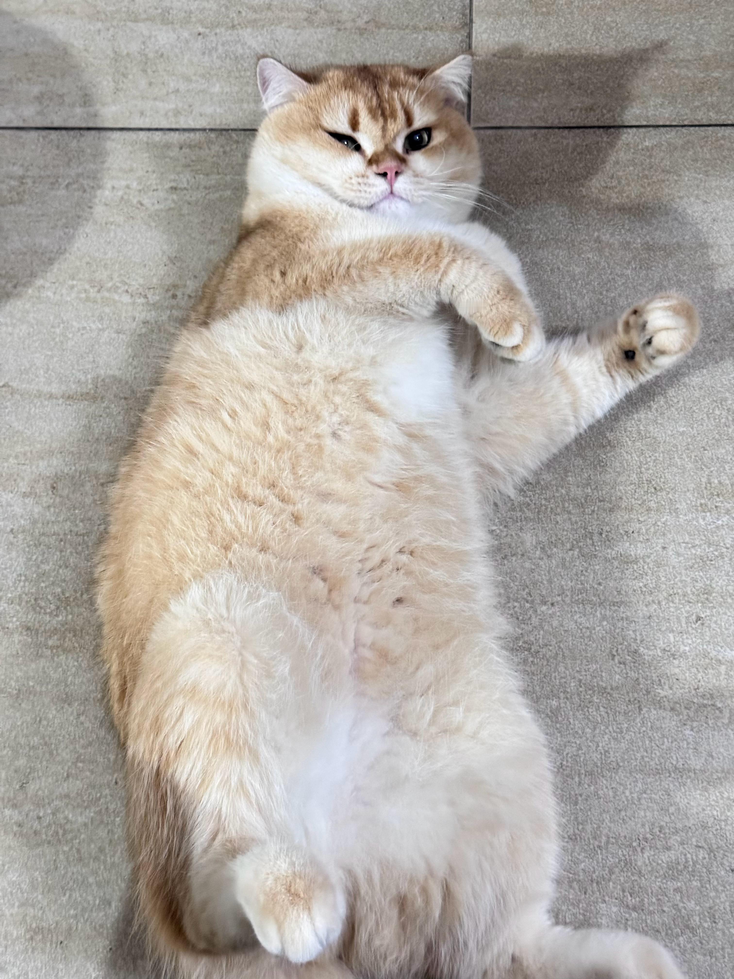 它真的好喜欢这个姿势，我每次拍它都是这样躺着