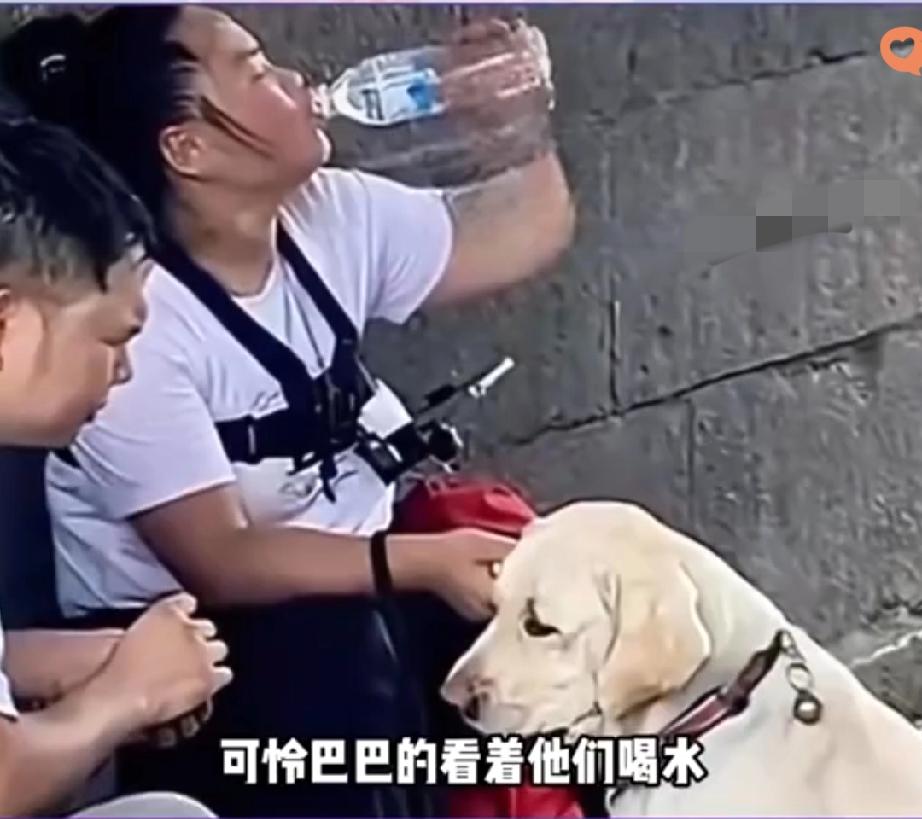 谁看了导盲犬芬迪爬泰山的视频不心疼啊！

它全程淋着雨没个遮挡，想提醒主人台阶有