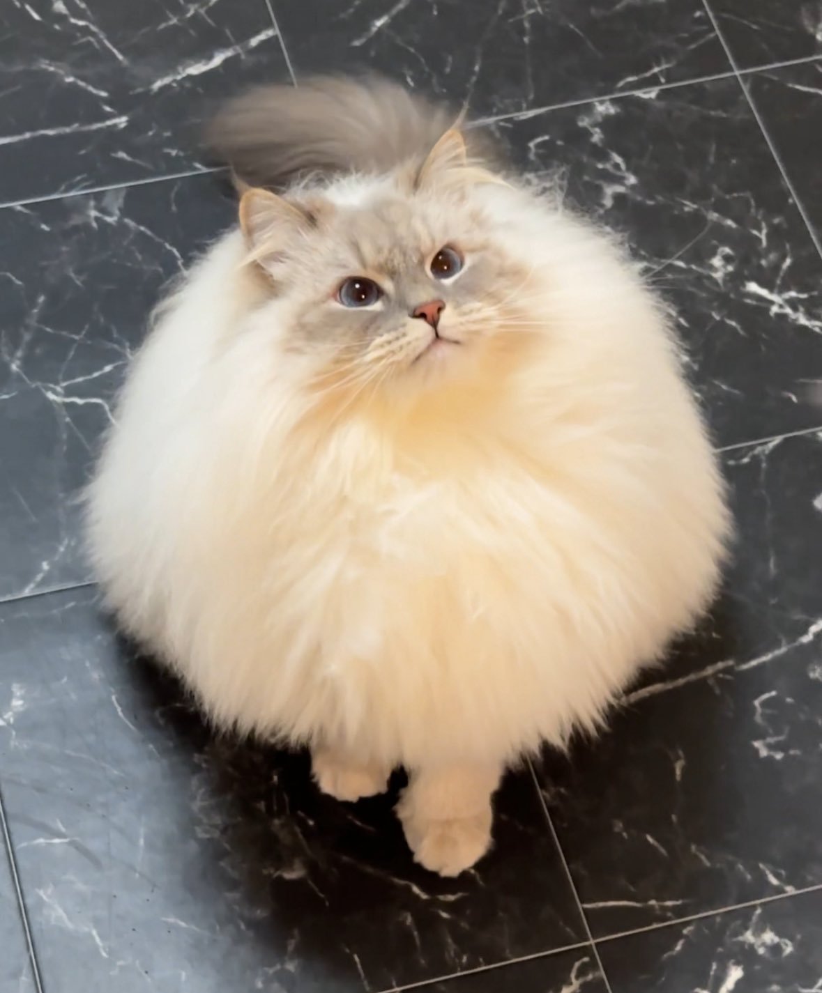 宝宝你是一颗......过于蓬松的蒲公英【推：eleven11neko】 