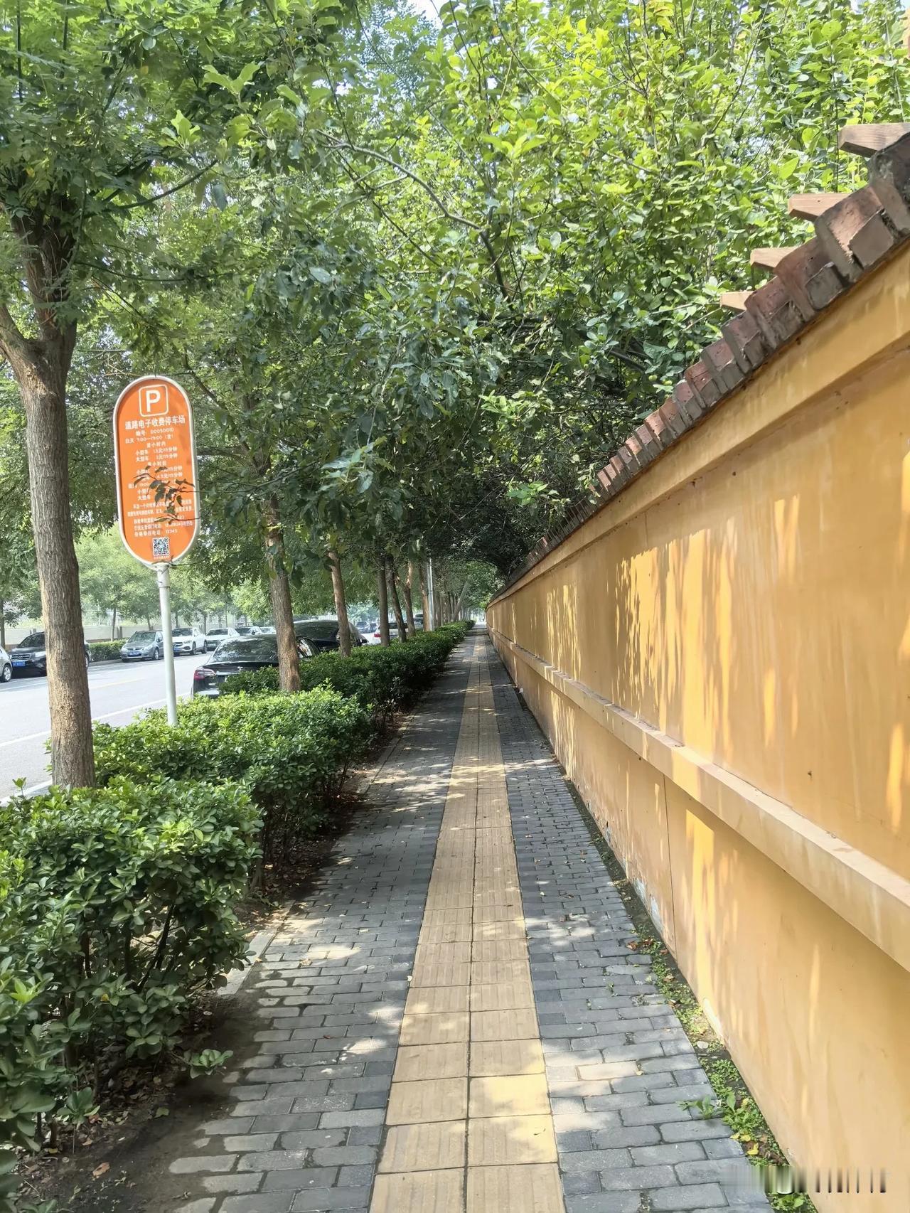 徐庄路尽头的海棠墙