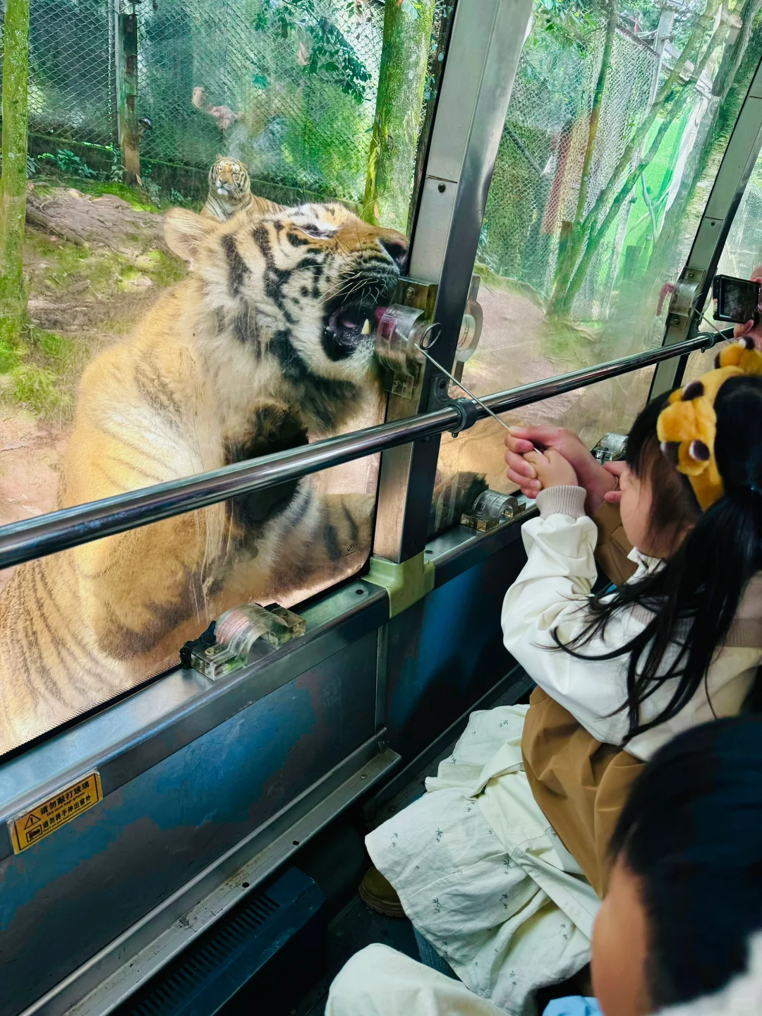 成都遛娃🐯｜碧峰峡野生动物园游玩攻略来了~