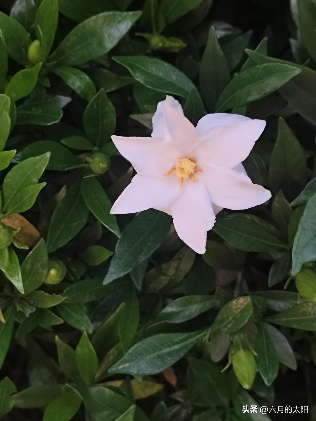 晒图笔记大赛最喜欢桅子花洁白无瑕的芳香