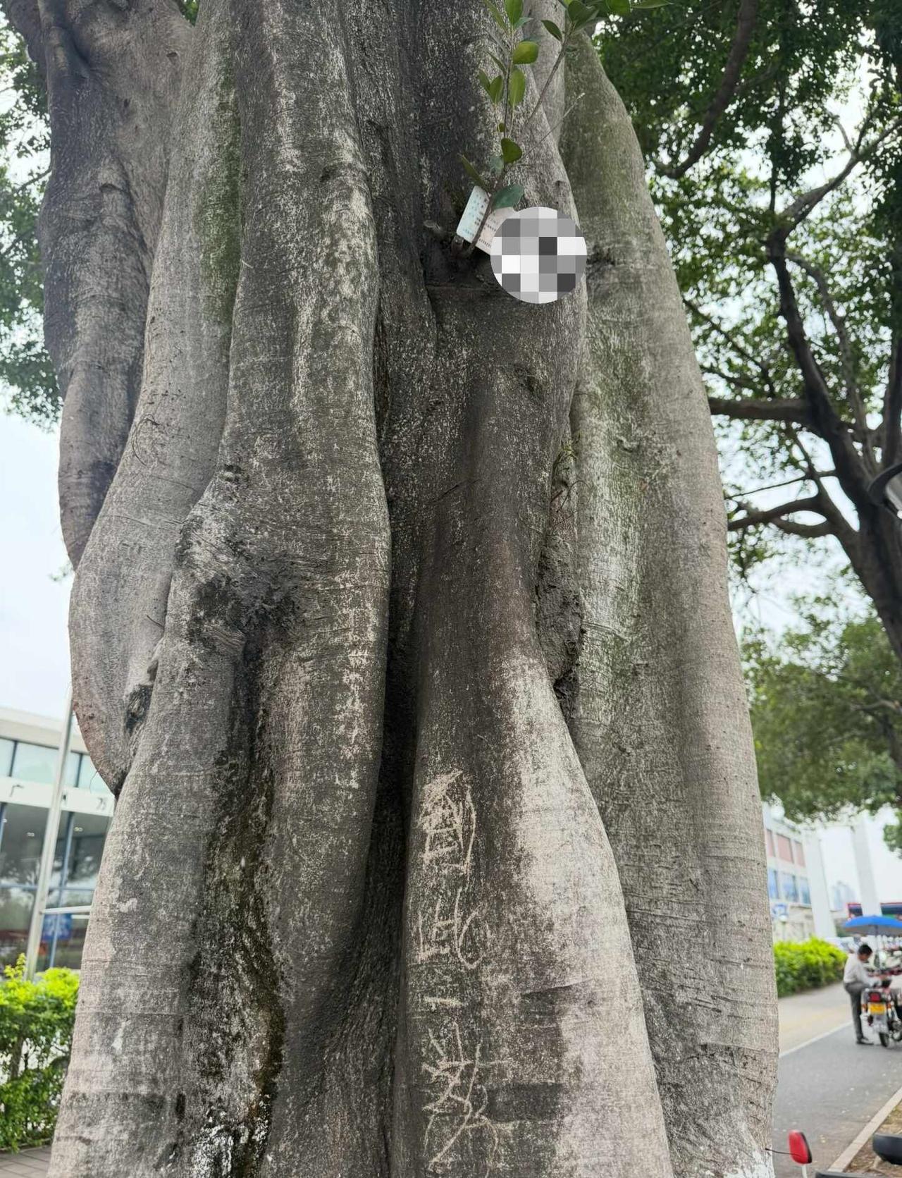 河南的朋友，你身份证掉树上了
在等公交的时候看到这颗树，看到树被写了字，刚想看清