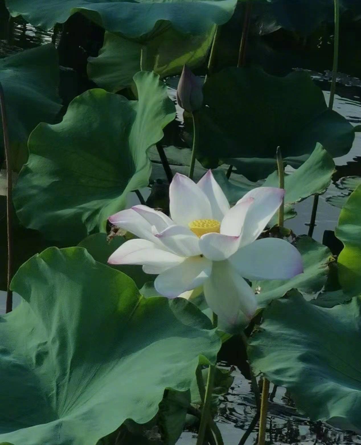 你的铁粉牌牌又没了吧？来打卡了！ ​​​