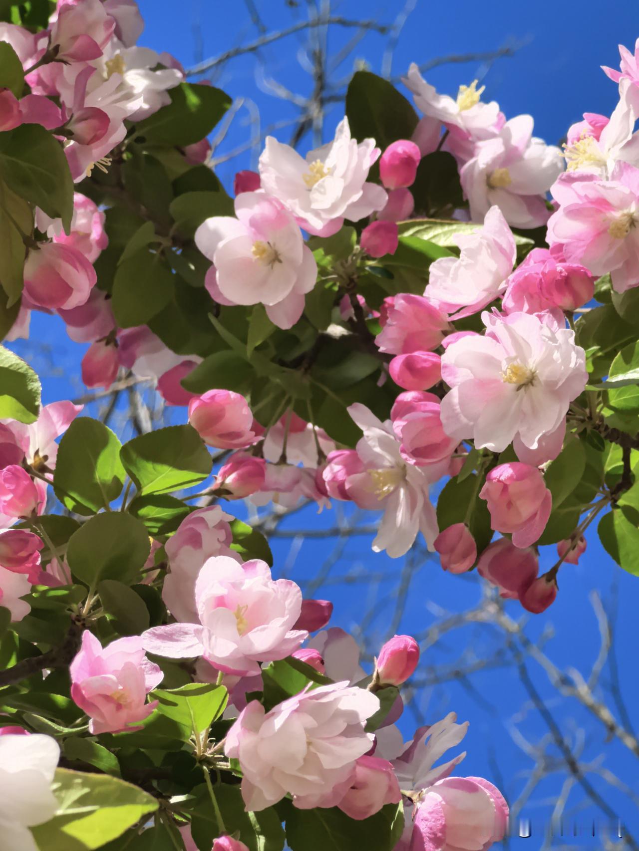  蓝天为幕，
海棠作序，
赴一场春日之约。