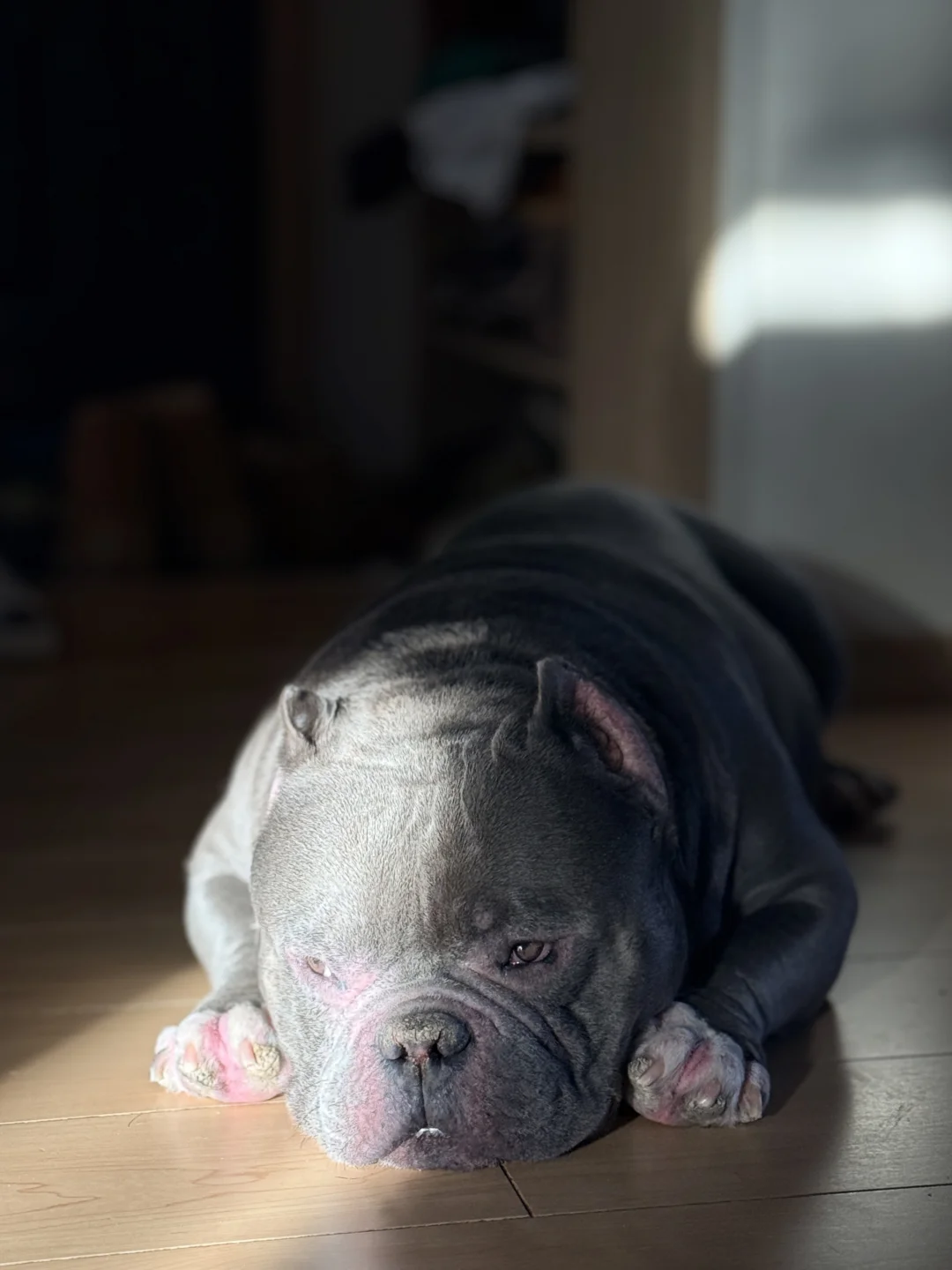 胖猪猪的美好下午时光🌞