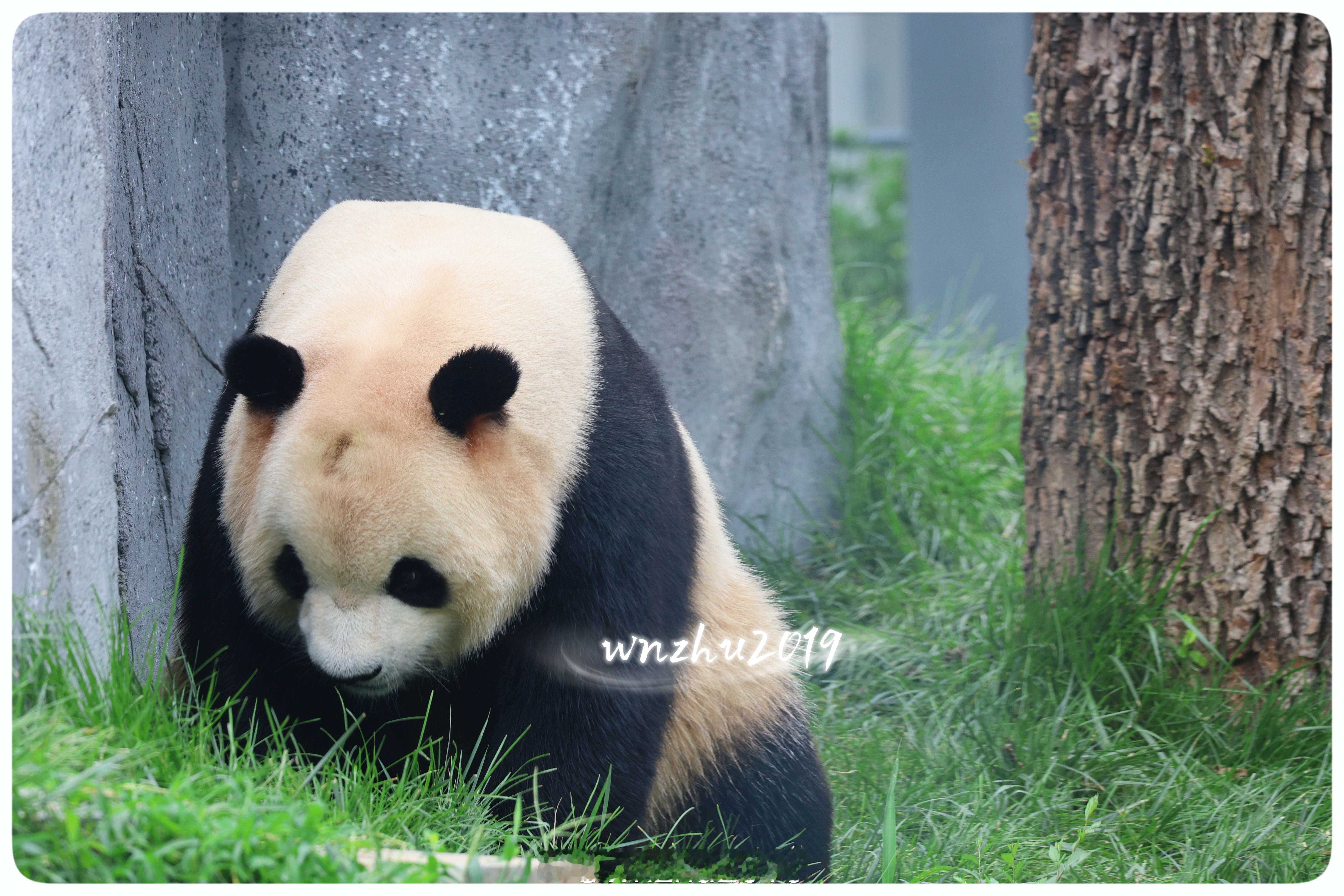 大熊猫胖大海 在这么大的花园里面挖呀挖 