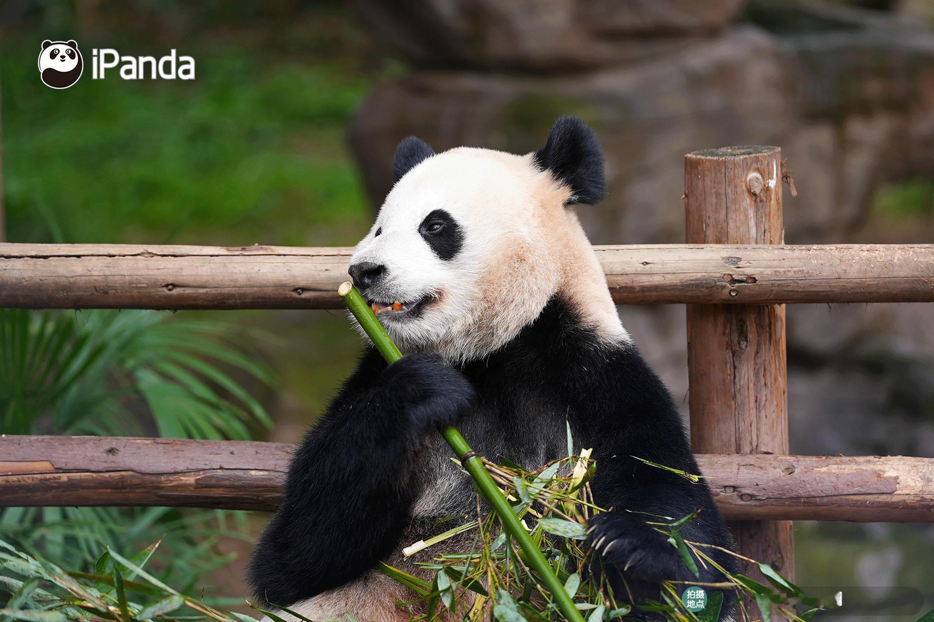 【 大熊猫的治愈从早安开始 🌟】名熊名言：对世界保持好奇，对生活倾注热爱，平凡