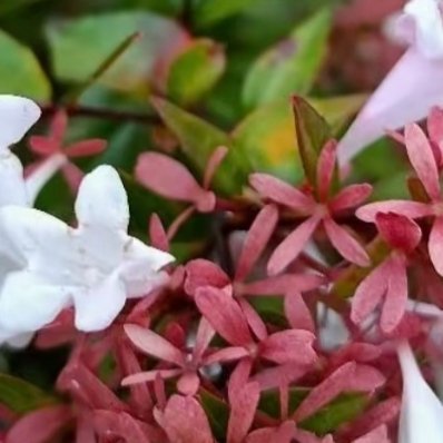 糯米条1. 栽培方式：疏松中性园土最优，轻度贫瘠土可适应；落叶灌木，根系发达，庭