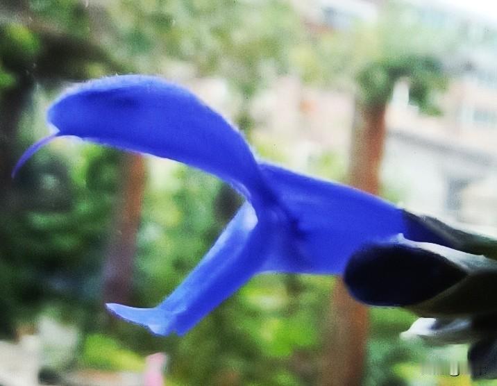 深蓝鼠尾草，花开的真是太奇特，从侧面看，花瓣就像一张大嘴，近距离拍一下给好友看，