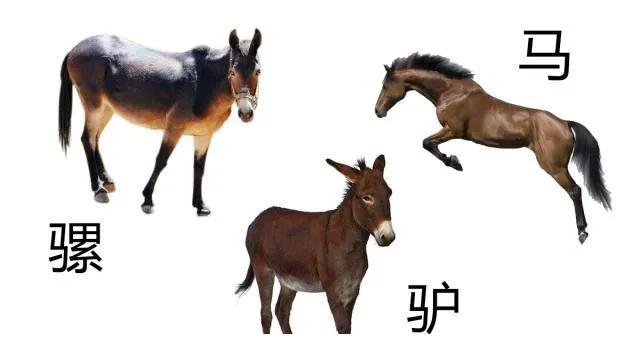 驴与骡怎么区别？
驴和骡可以通过以下几方面来区别：
 
一，外形特征
 
体型方