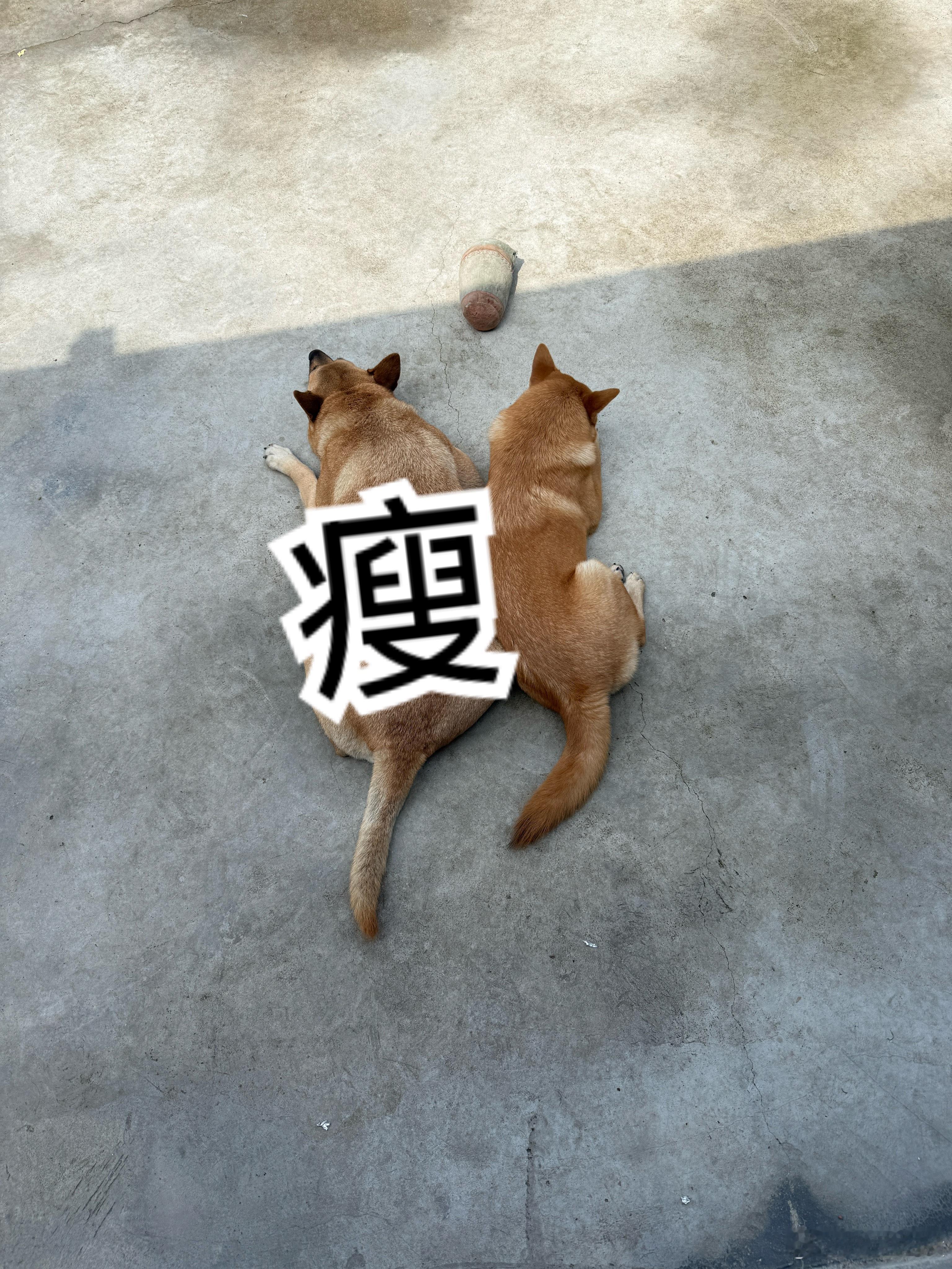 猜猜哪个是小美？哪个是小漂？（友情提示：左边） 
