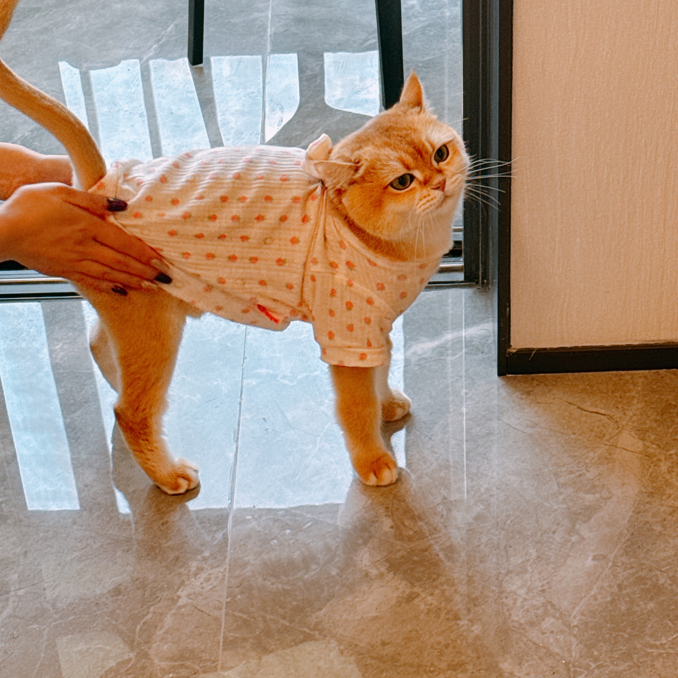 来梳子家找梳子玩了给大家看看大力 