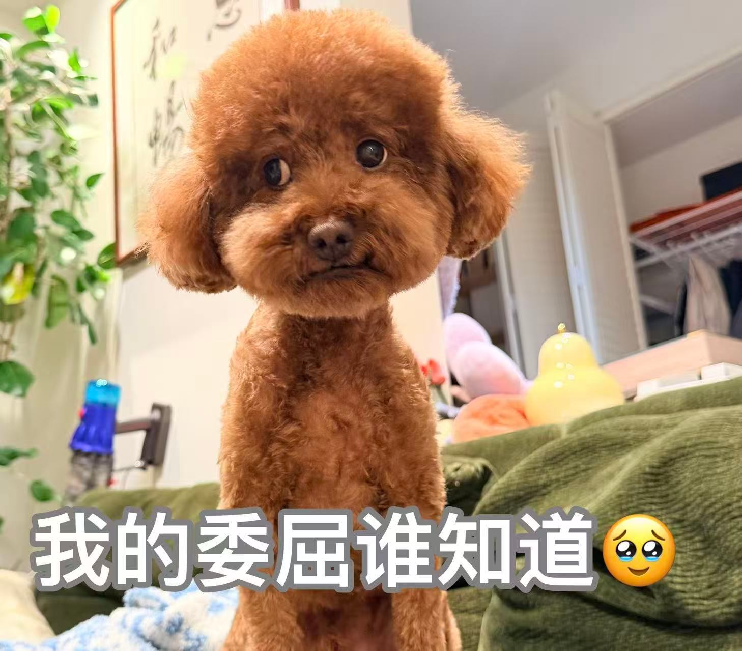 剃秃了 