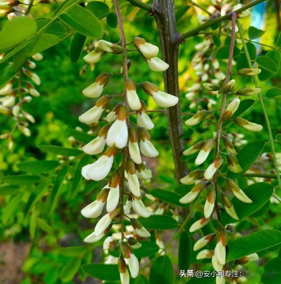 糖尿病患者可以适量食用槐花，但需牢记以下3点：
·一、严控食用分量。鲜槐花每10