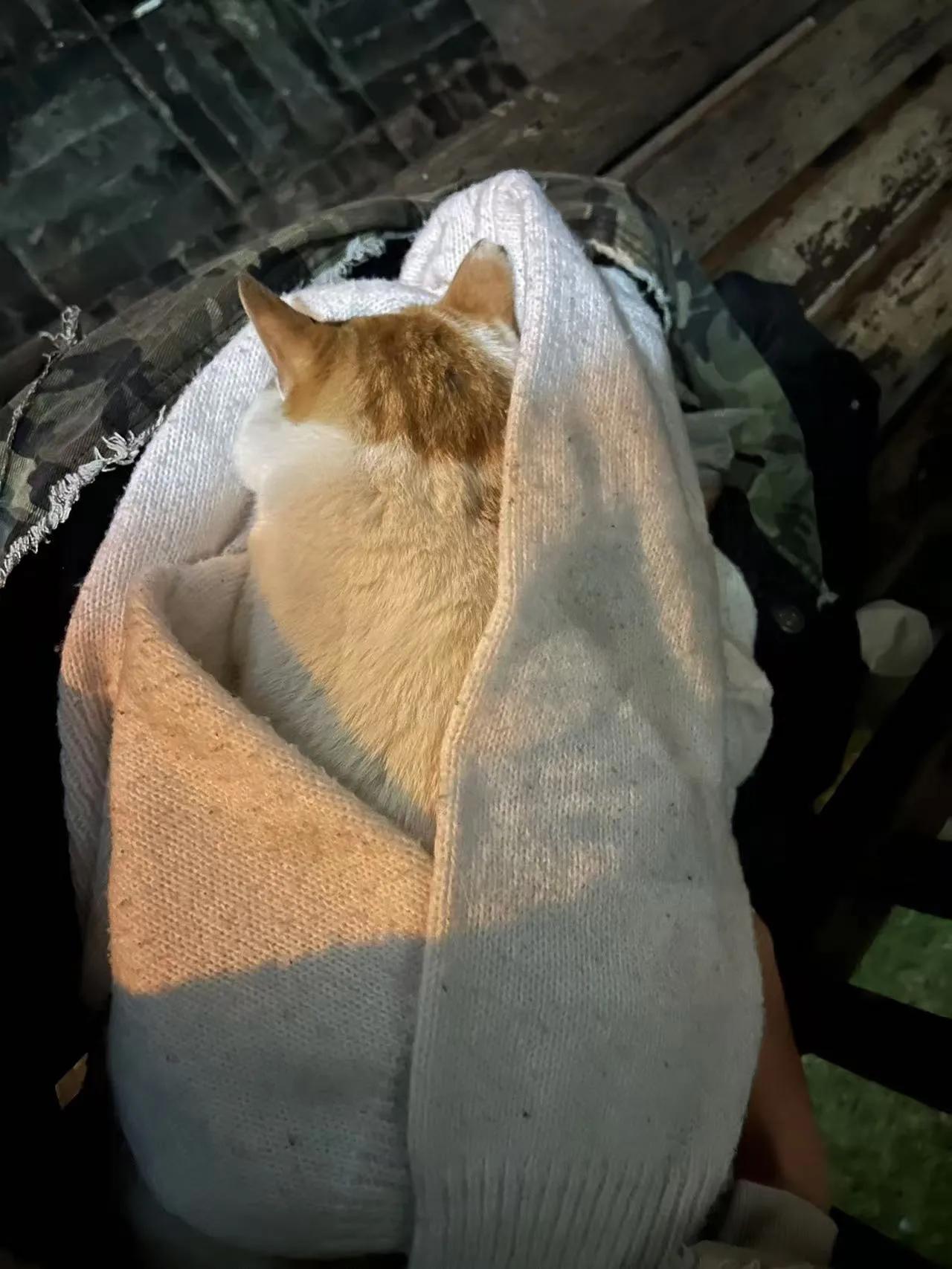 女儿大学里的猫猫。

真是团宠。

不停有人投喂猫粮，吃的太好，猫胖成了猪咪。