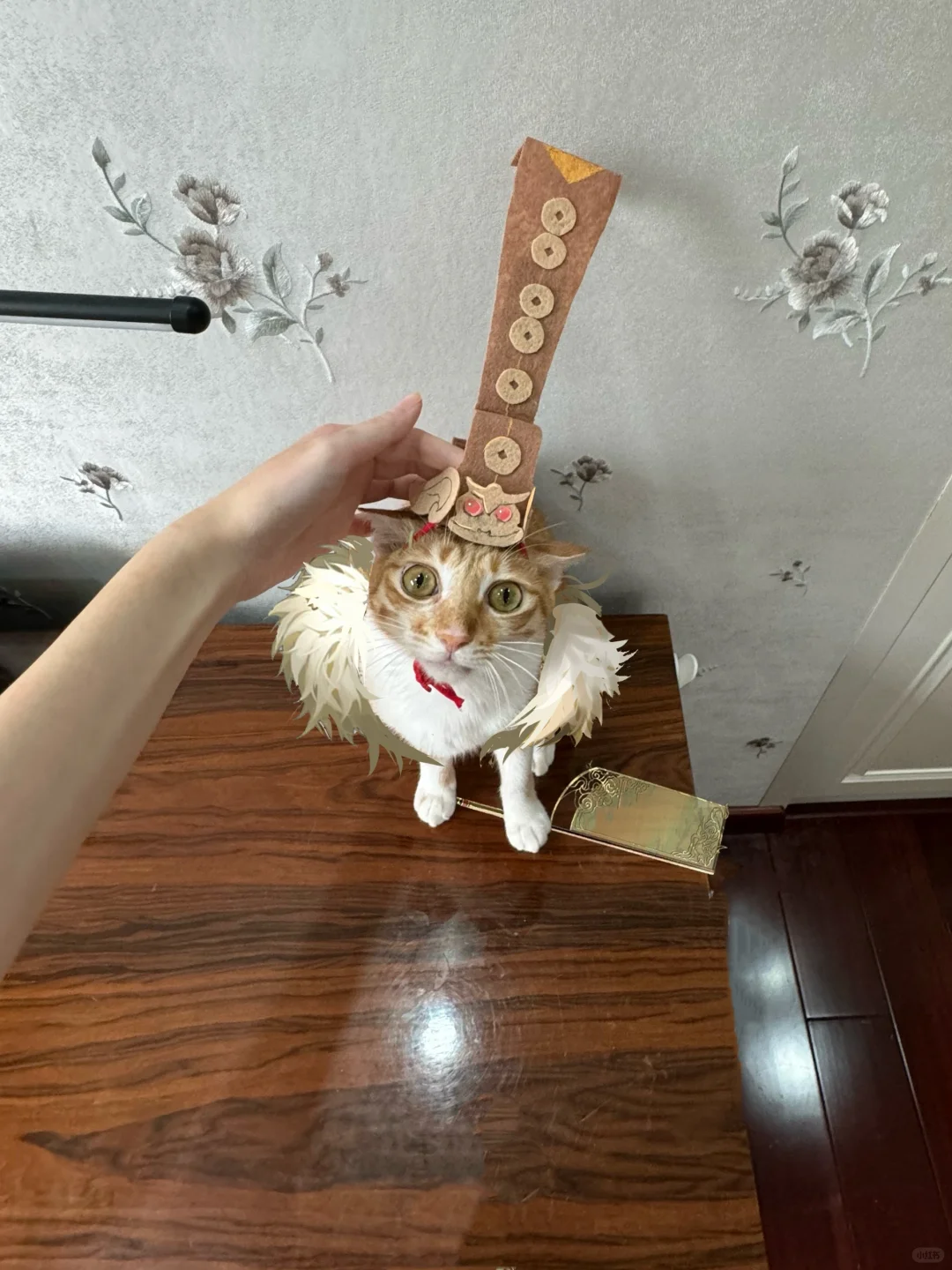 小猫刷广陵王医保玩六博