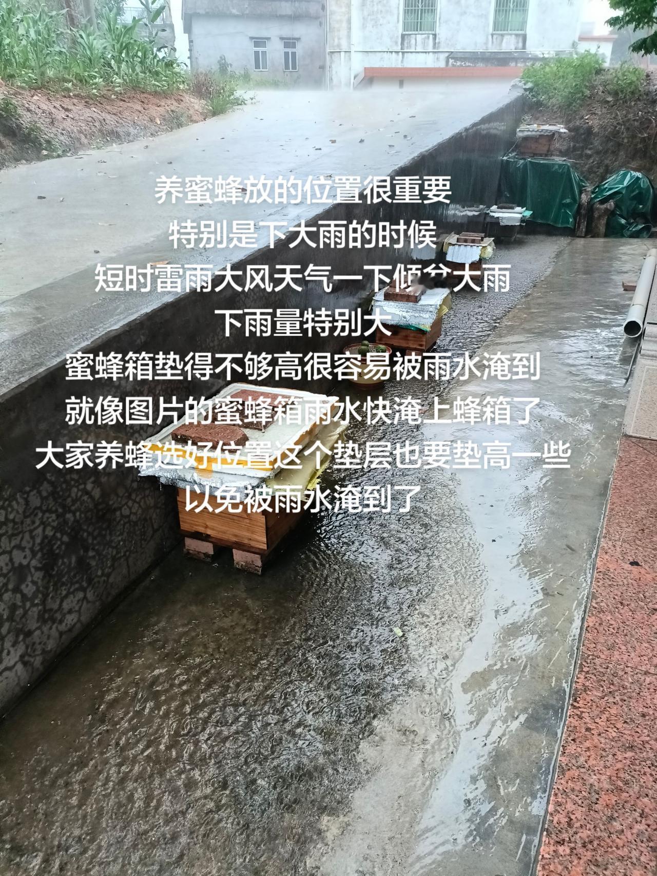养蜜蜂放的位置很重要
特别是下大雨的时候
短时雷雨大风天气一下倾盆大雨
下雨量特