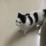 霜叶爱谈科技