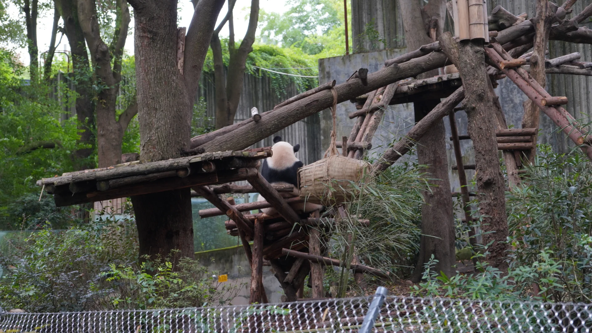 总要看大熊猫吧！🐼