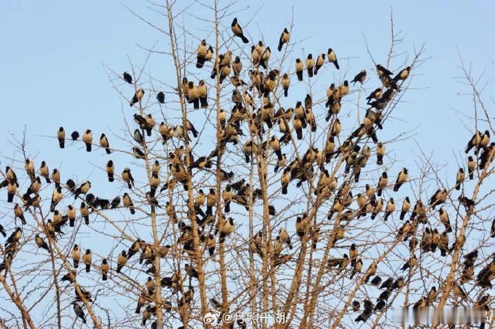 #鸟粉投稿# 满树枝的【达乌里寒鸦】鸦鸦开会 ​​​