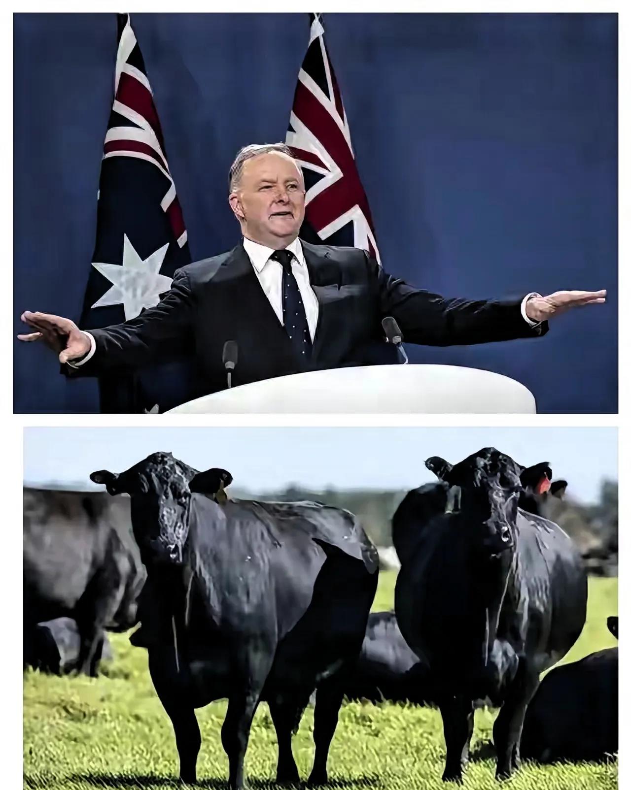 制裁不过夜！

就在中国解放军2025围台军演结束，澳大利亚脑瓜子嗡嗡的，31日