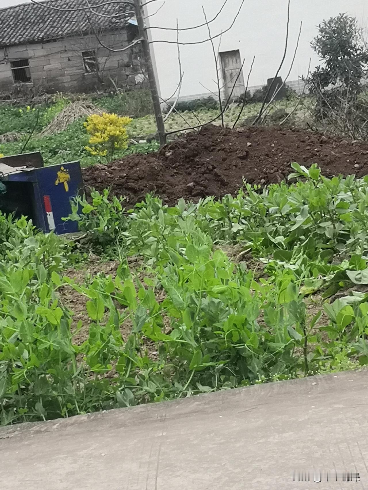 从这张图片中可以看见，一辆大型的装土车辆，不知从哪里拉来的泥土，正在填邻居家的一