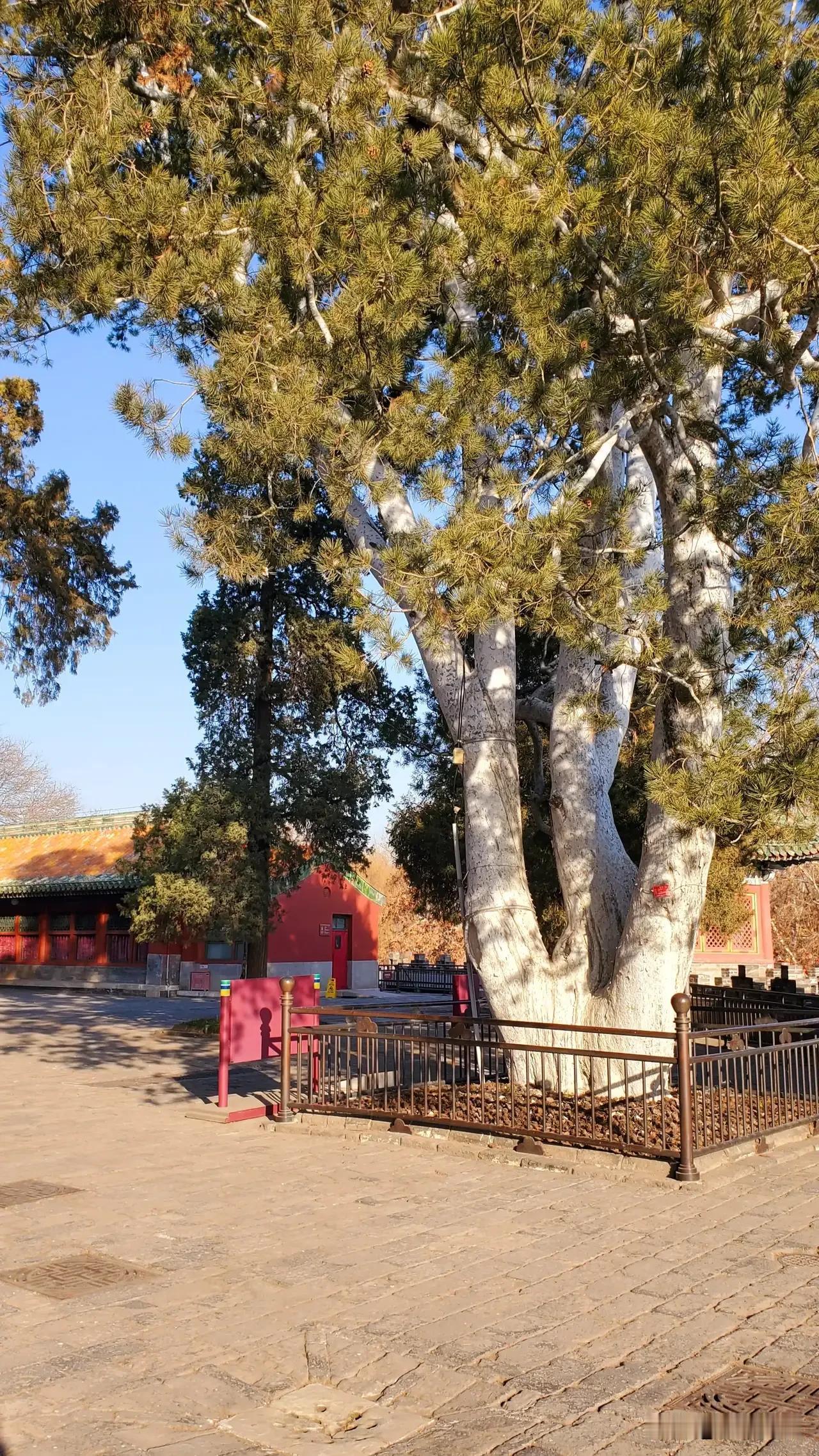 深秋了，你那里的树叶黄了吗梧桐树叶开始渐渐发黄，相比于枫叶发红而言，它还是相对较