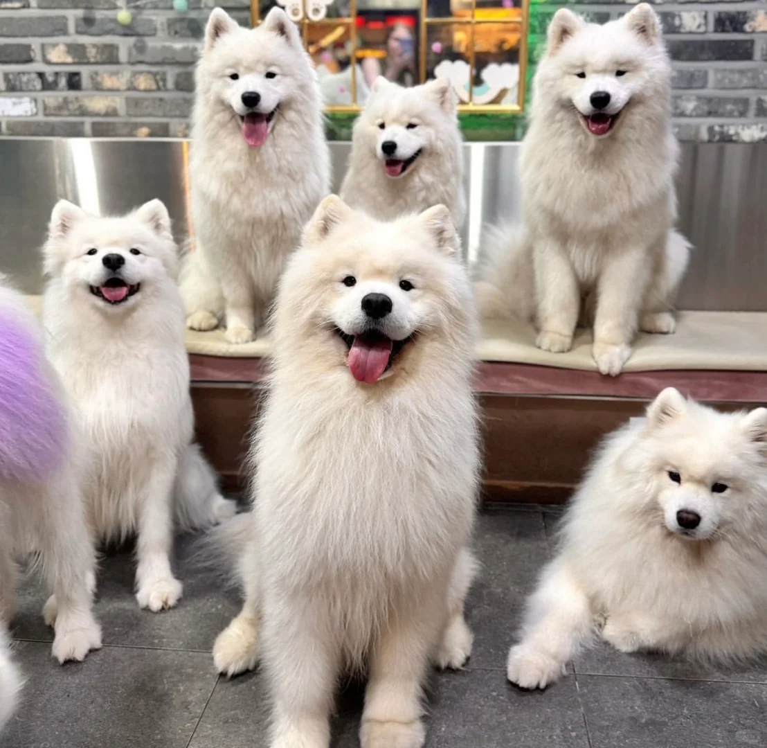 百年一度的耶耶选美大赛，你pick谁