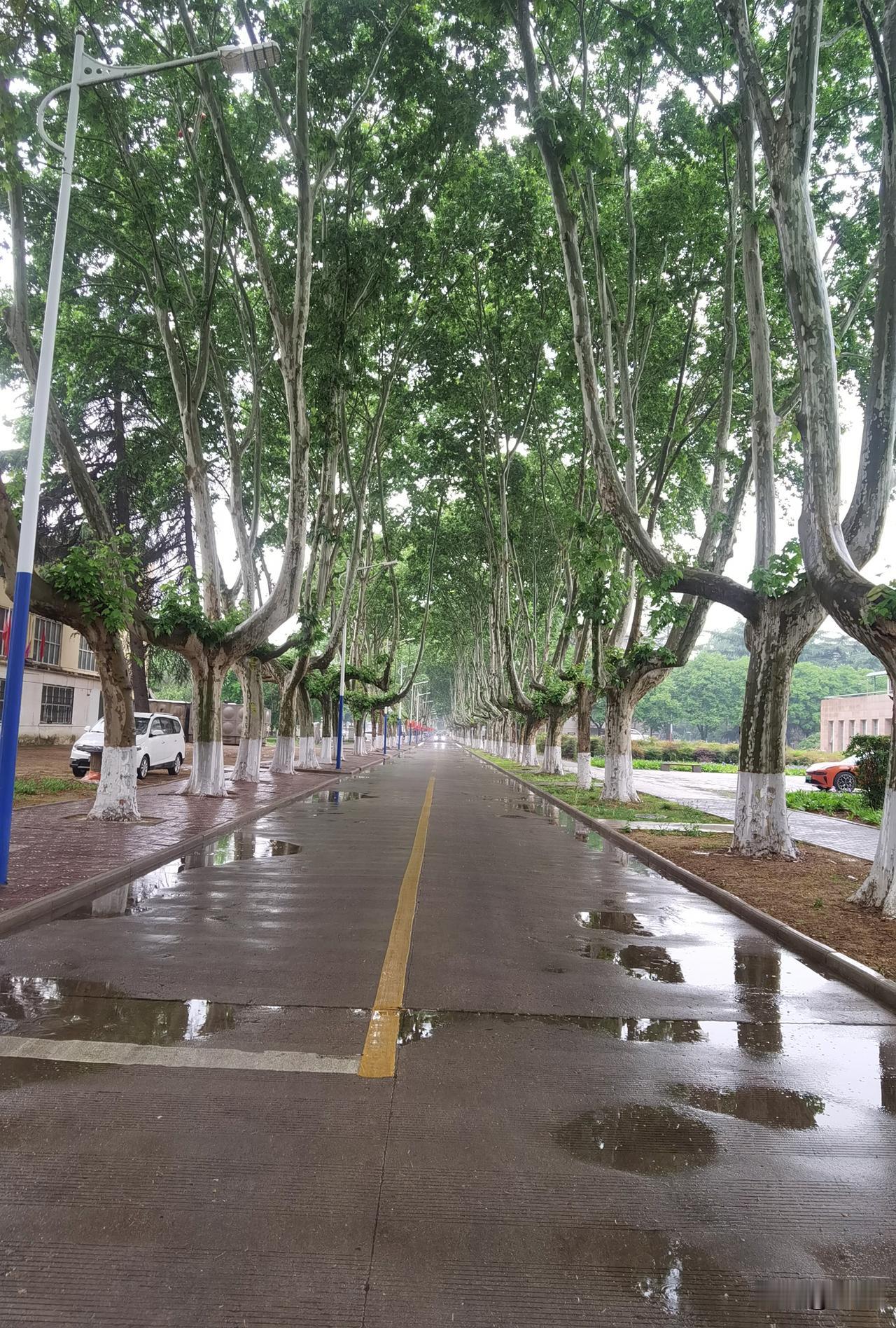 五一假期，西北农林科技大学被一场大雨所笼罩，操场上、道路上和教室里都很难见到学生