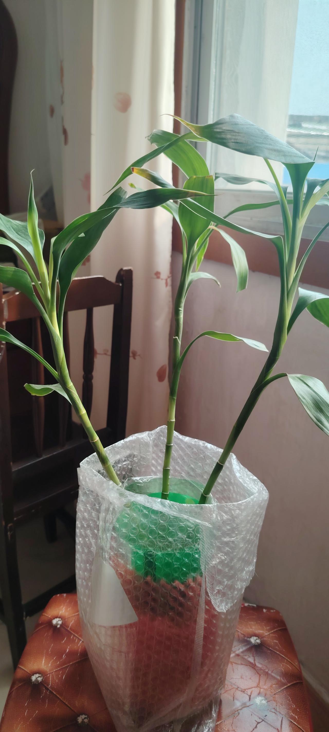 湖北荆州冬天不适合水培富贵竹，因为很多时候温度在5度以下，我又没钱开空调。今年夏