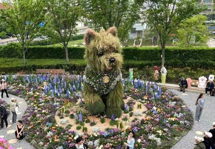 【上海网红潦草小狗公开征名，苏瑞、苏西、苏苏……你觉得哪个更好；静安花卉展部分景