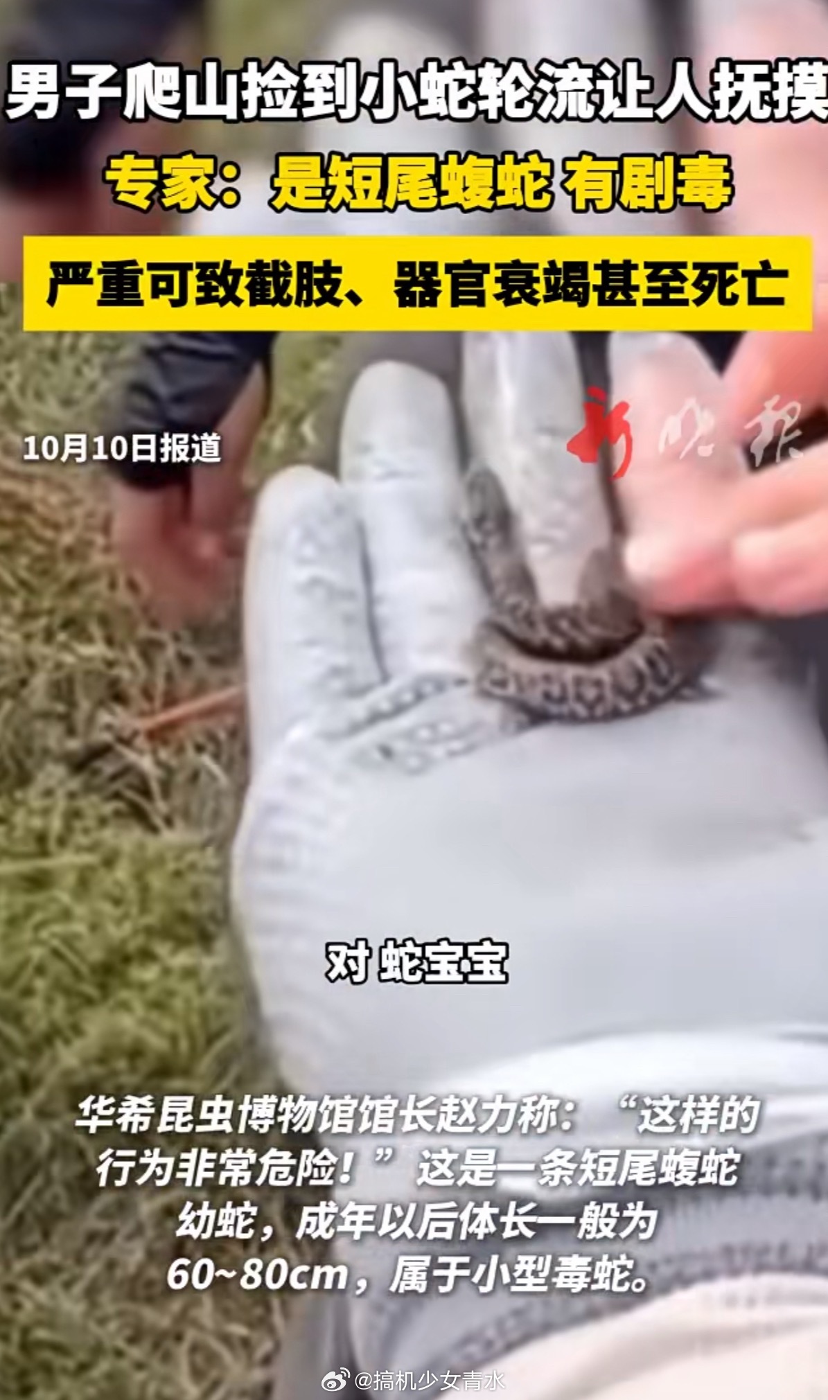 驴友爬山捡剧毒蛇后轮流抚摸还喊蛇宝宝呢[衰]蛇越小越毒，还不会控制排毒，一次性毒