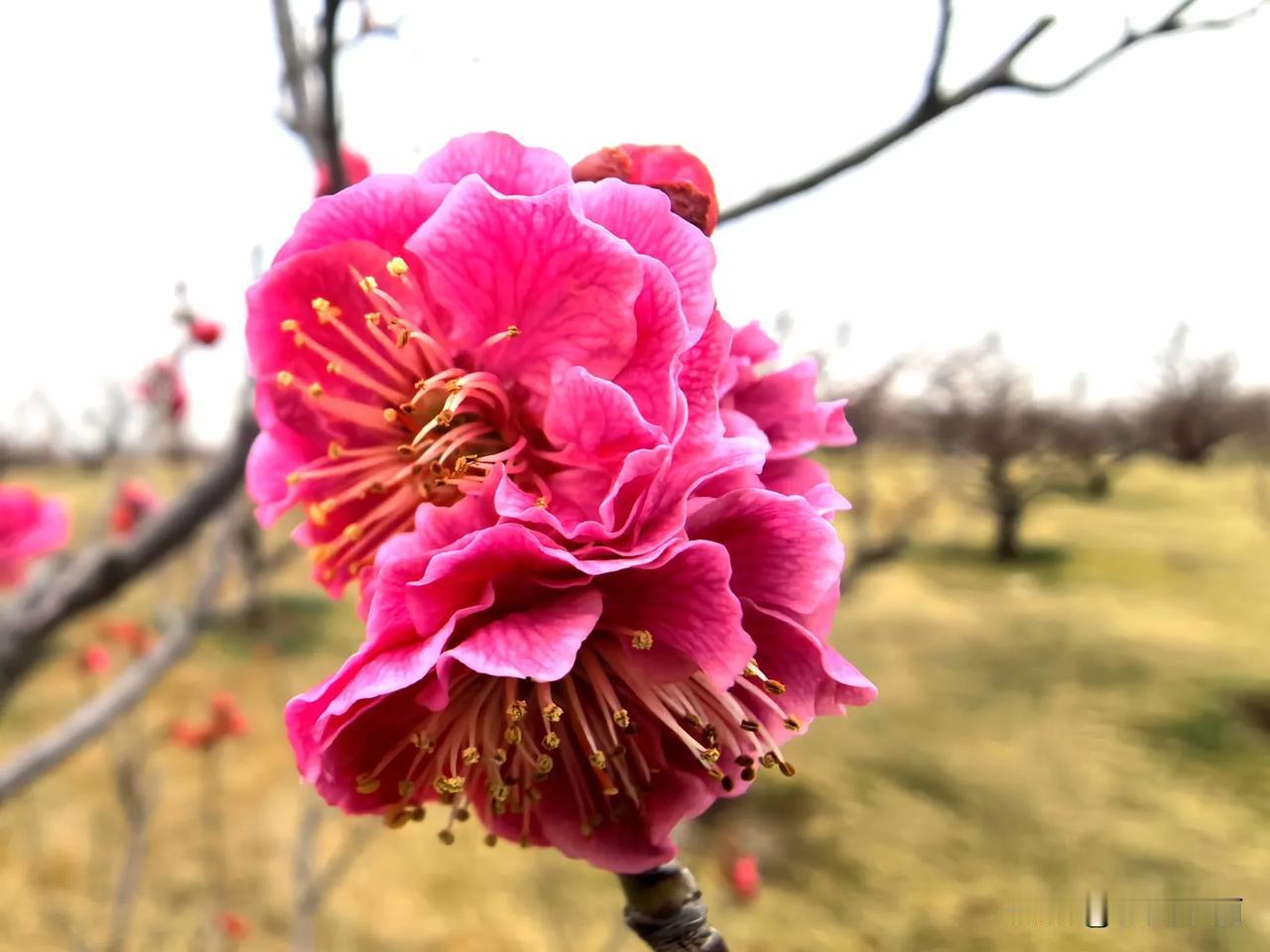 【胡逛乱拍】唐村的梅花公园梅花随手拍 梅花拍照地 西安梅花打卡地