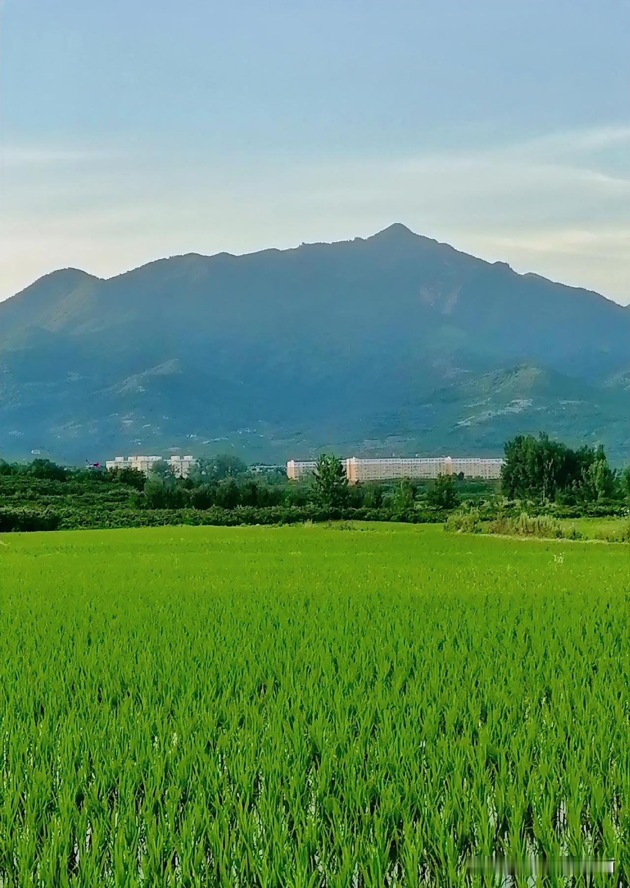 《青山绿秧（李林摄于汉中城固）》